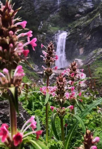 Valley of Flower